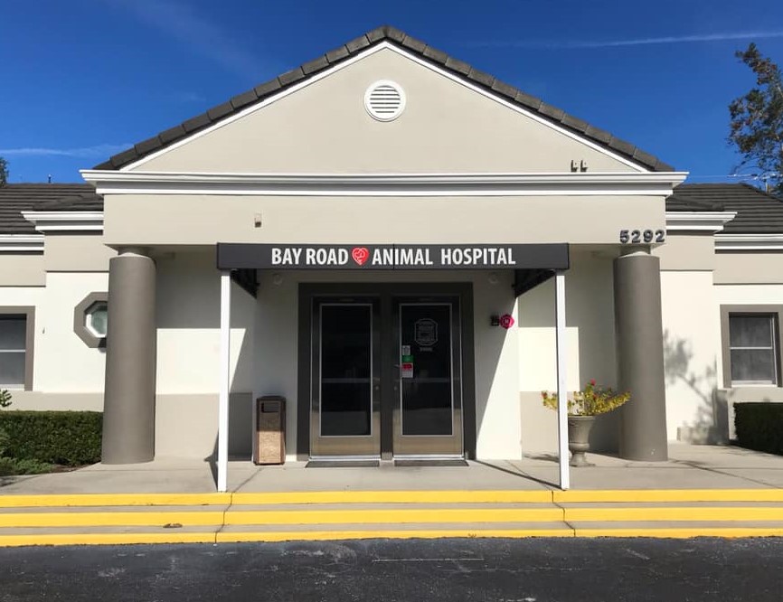 Animal Hospital in Sarasota, FL | Bay Road Animal Hospital