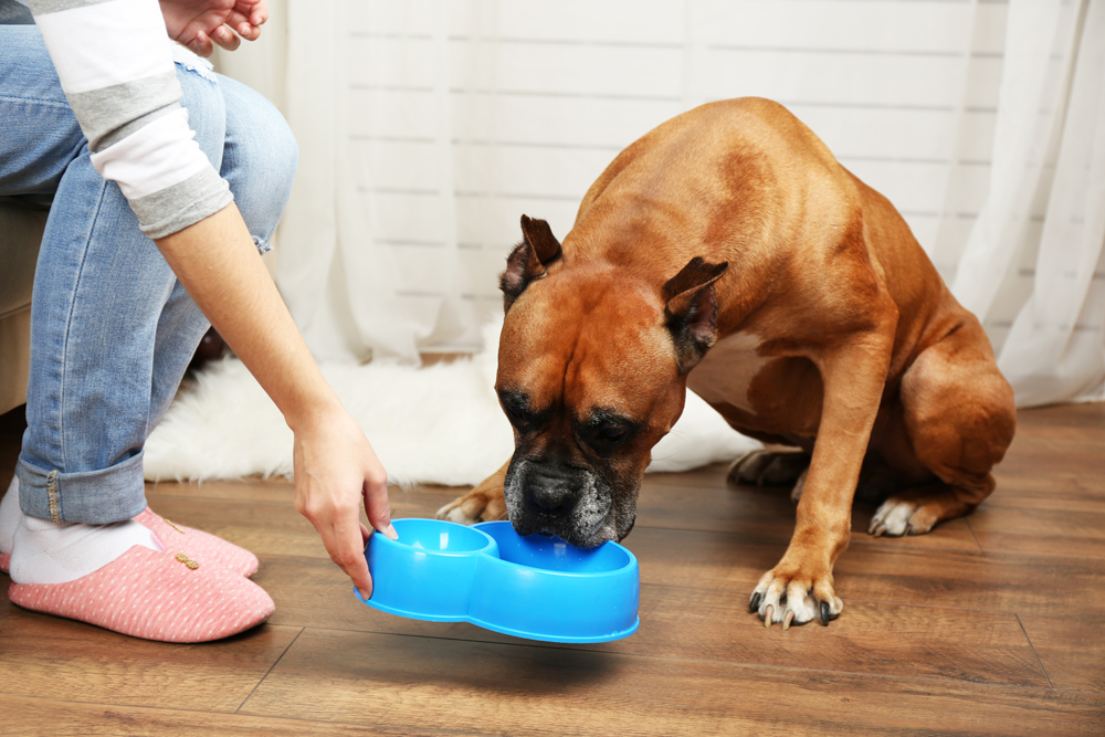 dog eating food out of a bowl